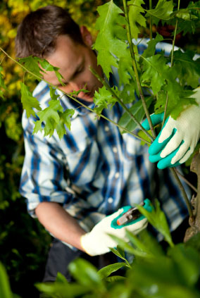 Garden maintenance 1