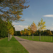 Tree-lined Driveway