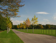 Tree lined driveway