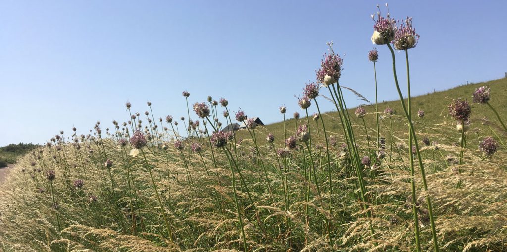 wild flowers