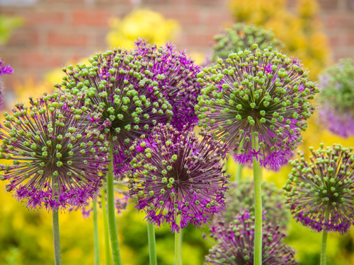 Seed-heads