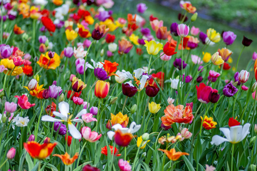 Spring-flowering-bulbs